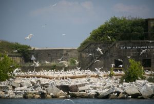 Against all odds, the Hampton Roads Bridge-Tunnel bird colony is saved
